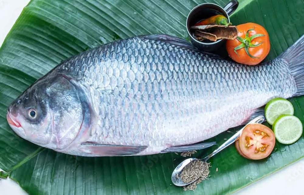 Katla/Catla Fish