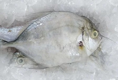 Nariyali Fish (Watta Narel)