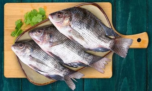 Tilapia Fish